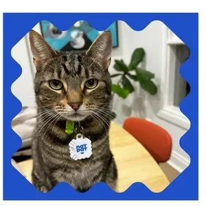 Nat Pat | Small Pets | Natpat Pet Zen Vapor Stickersrefill Packs 2 For ...